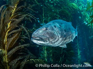 Giant Black Sea Bass with Distinctive Identifying Black Spots that allow researchers to carry out sight/resight studies on the animals distributions and growth.  Black sea bass can reach 500 pounds and 8 feet in length, Stereolepis gigas, Catalina Island