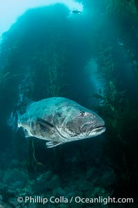 Giant Black Sea Bass with Distinctive Identifying Black Spots that allow researchers to carry out sight/resight studies on the animals distributions and growth.  Black sea bass can reach 500 pounds and 8 feet in length, Stereolepis gigas, Catalina Island