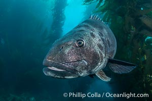 Giant Black Sea Bass with Distinctive Identifying Black Spots that allow researchers to carry out sight/resight studies on the animals distributions and growth.  Black sea bass can reach 500 pounds and 8 feet in length, Stereolepis gigas, Catalina Island