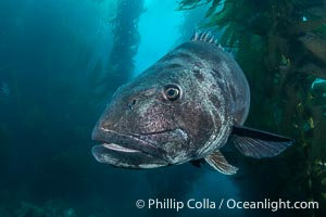 Giant Black Sea Bass with Distinctive Identifying Black Spots that allow researchers to carry out sight/resight studies on the animals distributions and growth.  Black sea bass can reach 500 pounds and 8 feet in length, Stereolepis gigas, Catalina Island