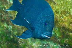 Giant damselfish, Sea of Cortez, Baja California, Mexico, Microspathodon dorsalis