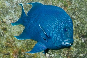 Giant damselfish, Sea of Cortez, Baja California, Mexico.