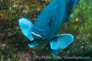 Giant damselfish, Sea of Cortez, Baja California, Mexico, Microspathodon dorsalis