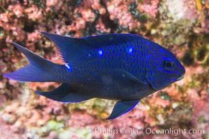 Giant damselfish juvenile, Sea of Cortez, Isla Las Animas, Baja California, Mexico