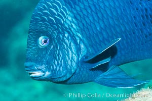 Giant damselfish, Sea of Cortez, Baja California, Mexico, Punta Alta