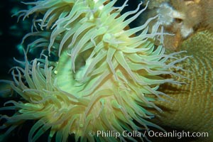 Anemone, unidentified, Anthopleura xanthogrammica