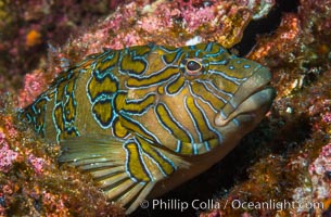 Giant Hawkfish Cirrhitus rivulatus, Sea of Cortez, Isla Las Animas, Baja California, Mexico