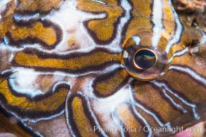 Giant Hawkfish, Eye Detail, Cirrhitus rivulatus, Sea of Cortez, Isla Espiritu Santo, Baja California, Mexico