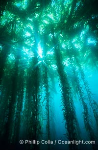 Kelp forest, Macrocystis pyrifera, San Clemente Island