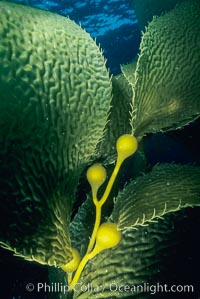 Kelp frond,  San Clemente Island, Macrocystis pyrifera