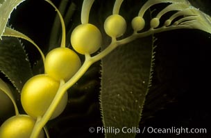 Kelp detail showing pneumatocysts, Macrocystis pyrifera