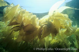 Kelp fronds, Macrocystis pyrifera