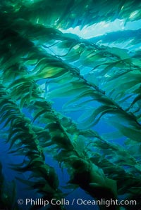 Image 01050, Kelp plants with fronds extended in current. San Clemente Island, California, USA, Macrocystis pyrifera, Phillip Colla, all rights reserved worldwide.   Keywords: algae:blade:braendeltang:california:channel islands:environment:forest:frond:gedroogde kelp:giant kelp:habitat:harina de kelp:harina de la macroalga:kelp:kelp forest:landscape:leaf:macroalga marina:macrocystis:macrocystis pyrifera:marine:marine algae:marine plant:nature:ocean:oceans:outdoors:outside:pacific:pacific ocean:phaeophyceae:plant:reuzenkelp:san clemente island:sargazo gigante:scene:scenery:scenic:sea:sea grass:sea weed:seascape:seaweed:underwater:underwater landscape:usa:zeewier.