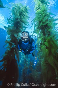 Diver in kelp forest, San Clemente Island