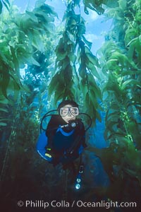 Diver in kelp forest, San Clemente Island