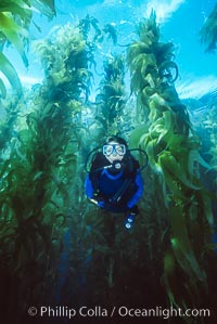 Diver in kelp forest, Giant kelp, Macrocystis pyrifera, San Clemente Island, California.