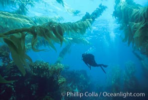 A SCUBA diver swims through a giant kelp forest which is tilted back by strong ocean currents.   Giant kelp, Macrocystis pyrifera, the fastest growing plant on Earth, reaches from the rocky bottom to the ocean's surface like a submarine forest.