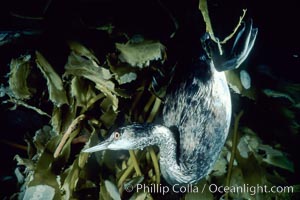 Grebe (unidentified) feeding underwater on holdfast of offshore drift kelp, Macrocystis pyrifera, San Diego, California