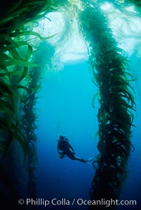 Diver amidst giant kelp, Macrocystis pyrifera, San Benito Islands (lslas San Benito), Mexico.