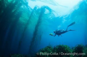 Diver and kelp forest, Macrocystis pyrifera, San Benito Islands (Islas San Benito)