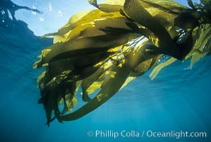 Kelp canopy, Macrocystis pyrifera, San Nicholas Island