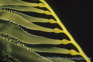 Kelp detail, San Diego, Macrocystis pyrifera