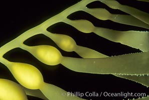 Kelp detail showing pneumatocysts (air bladders) attached to stipe, San Diego, Macrocystis pyrifera