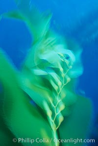 Giant kelp frond in motion, time exposure, Macrocystis pyrifera, Santa Barbara Island, California.