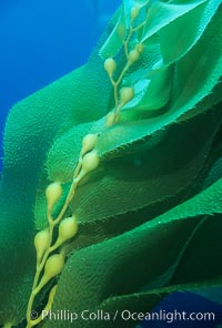 Kelp frond showing pneumatocysts.