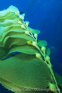 Kelp stipe and blades, Macrocystis pyrifera, Santa Barbara Island