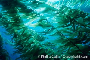 Kelp stipes and blades, Macrocystis pyrifera, Santa Barbara Island