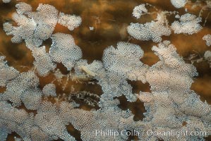 Kelp encrusting bryozoan (species unknown) on giant kelp, Macrocystis pyrifera
