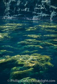 Kelp plants reaching surface, spreading out, Macrocystis pyrifera, Santa Barbara Island
