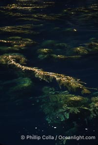 Kelp plants reaching surface, spreading out, Macrocystis pyrifera, Santa Barbara Island