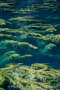 Kelp plants reaching surface, spreading out, Macrocystis pyrifera, Santa Barbara Island