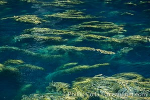 Kelp plants reaching surface, spreading out, Macrocystis pyrifera, Santa Barbara Island