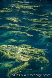 Kelp plants reaching surface, spreading out, Macrocystis pyrifera, Santa Barbara Island