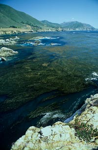 Kelp fronds reach the surface and spread out to form a canopy, Rocky Point, Macrocystis pyrifera, Big Sur, California