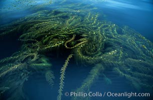 Kelp fronds reach the surface and spread out to form a canopy, Santa Barbara Island. California, USA, Macrocystis pyrifera, natural history stock photograph, photo id 06107