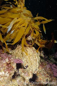 Kelp holdfast attaches the plant to the rocky reef on the oceans bottom.  Kelp blades are visible above the holdfast, swaying in the current.  Santa Barbara Island, Macrocystis pyrifera