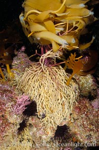 Kelp holdfast attaches the plant to the rocky reef on the oceans bottom.  Kelp blades are visible above the holdfast, swaying in the current.  Santa Barbara Island, Macrocystis pyrifera