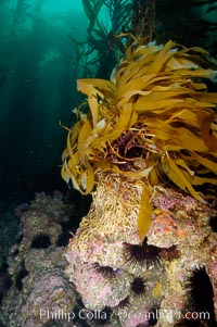 Kelp holdfast attaches the plant to the rocky reef on the oceans bottom.  Kelp blades are visible above the holdfast, swaying in the current.  Santa Barbara Island, Macrocystis pyrifera