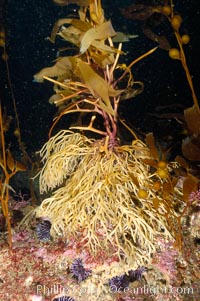 Kelp holdfast attaches the plant to the rocky reef on the oceans bottom.  Kelp blades are visible above the holdfast, swaying in the current.  Santa Barbara Island, Macrocystis pyrifera