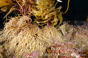 Kelp holdfast attaches the plant to the rocky reef on the oceans bottom.  Kelp blades are visible above the holdfast, swaying in the current.  Santa Barbara Island, Macrocystis pyrifera