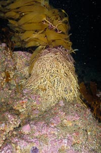 Kelp holdfast attaches the plant to the rocky reef on the oceans bottom.  Kelp blades are visible above the holdfast, swaying in the current.  Santa Barbara Island, Macrocystis pyrifera