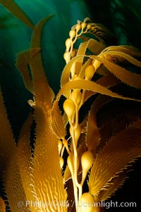 Kelp fronds showing pneumatocysts, bouyant gas-filled bubble-like structures which float the kelp plant off the ocean bottom toward the surface, where it will spread to form a roof-like canopy.  Santa Barbara Island, Macrocystis pyrifera