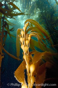 Kelp fronds showing pneumatocysts, bouyant gas-filled bubble-like structures which float the kelp plant off the ocean bottom toward the surface, where it will spread to form a roof-like canopy.  Santa Barbara Island, Macrocystis pyrifera