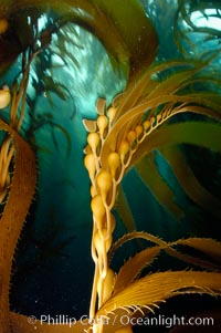 Kelp fronds showing pneumatocysts, bouyant gas-filled bubble-like structures which float the kelp plant off the ocean bottom toward the surface, where it will spread to form a roof-like canopy.  Santa Barbara Island, Macrocystis pyrifera