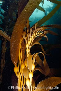 Kelp fronds showing pneumatocysts, bouyant gas-filled bubble-like structures which float the kelp plant off the ocean bottom toward the surface, where it will spread to form a roof-like canopy.  Santa Barbara Island, Macrocystis pyrifera