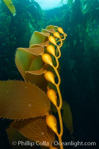 Kelp fronds showing pneumatocysts, bouyant gas-filled bubble-like structures which float the kelp plant off the ocean bottom toward the surface, where it will spread to form a roof-like canopy.  Santa Barbara Island, Macrocystis pyrifera